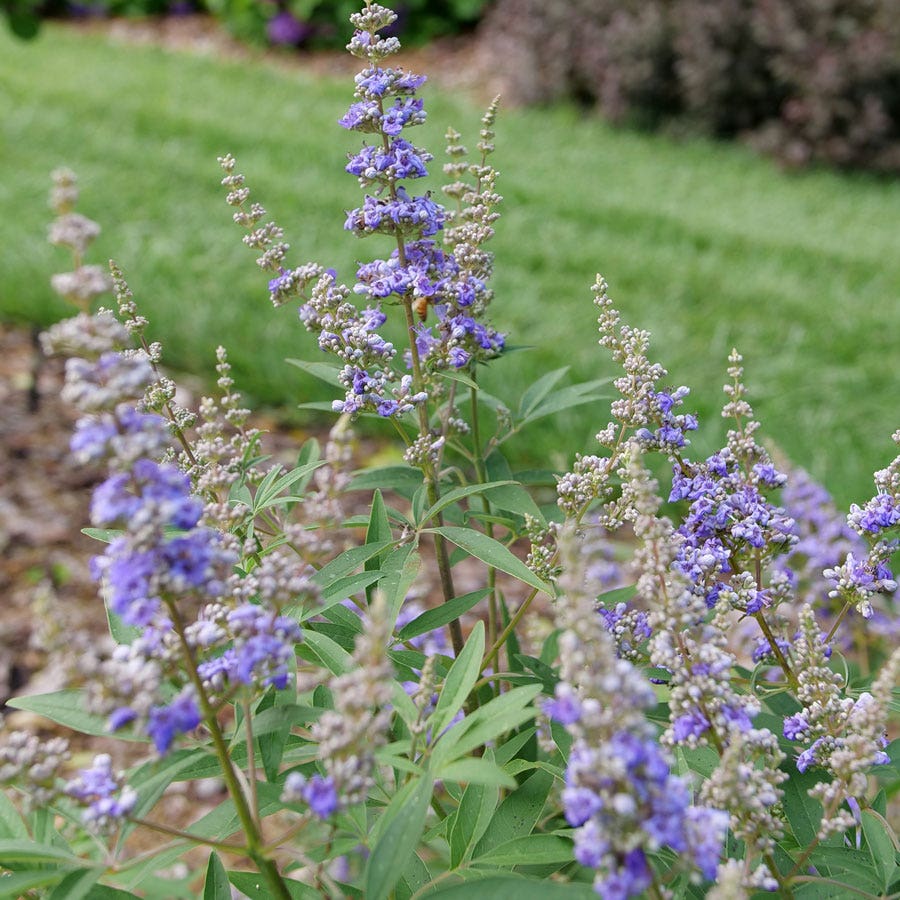 Vitex Rock Steady™ Chastetree