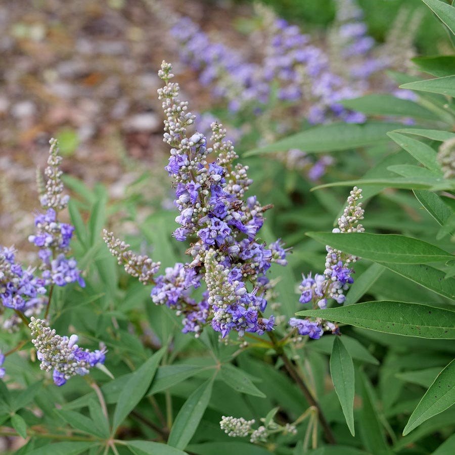 Vitex Rock Steady™ Chastetree