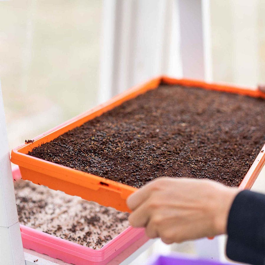 Microgreen 1020 Trays Multicolor - holes, extra strength, shallow 1.25 inches deep