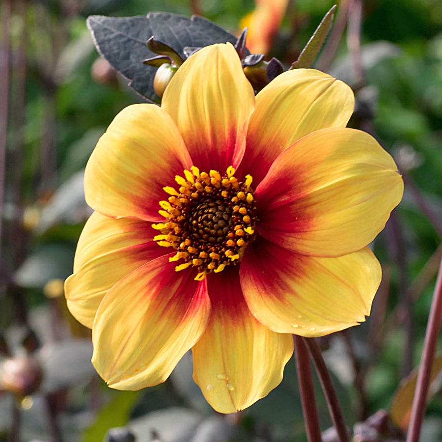 single dahlia seeds Dahlia 'Sunshine' Dark Leaf Single Bulb
