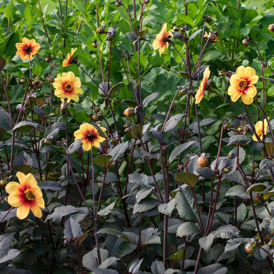 Dahlia 'Sunshine' Dark Leaf Single Bulb