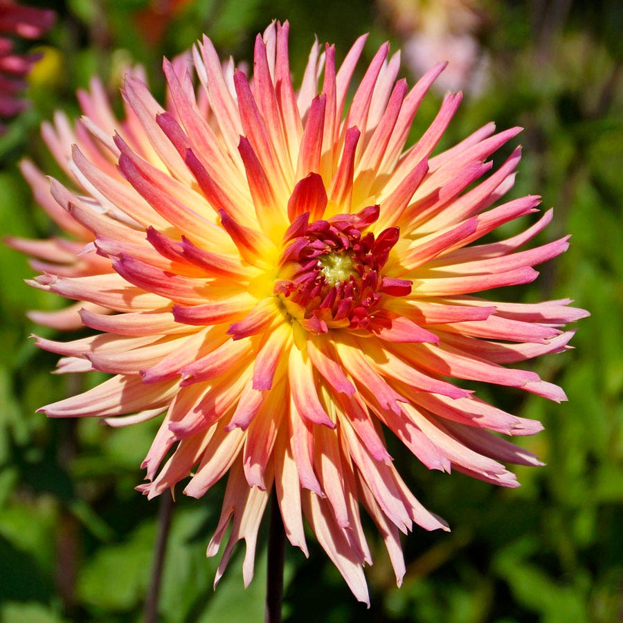 Dahlia Karma Sangria® Cactus Dahlia Bulb
