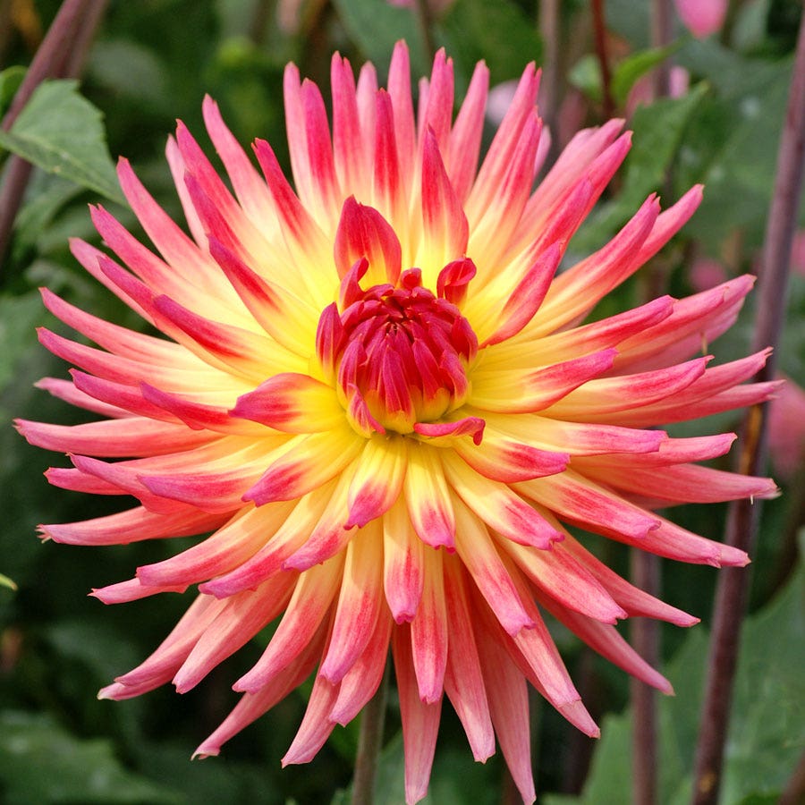 Dahlia Karma Sangria® Cactus Dahlia Bulb