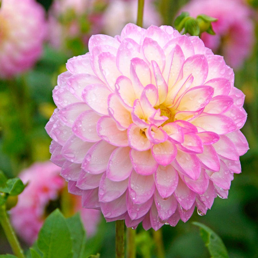 Dahlia Arbatax Decorative Dahlia Bulb