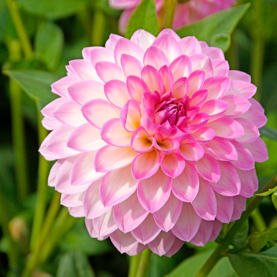 Dahlia Arbatax Decorative Dahlia Bulb