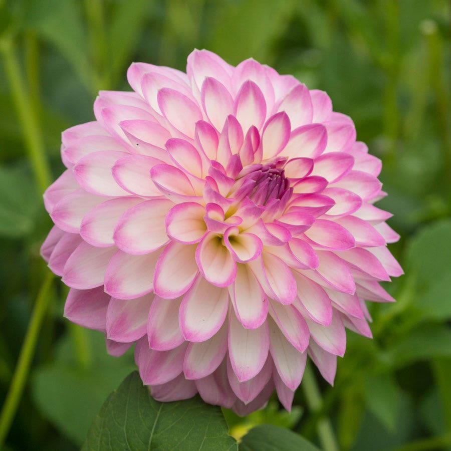 Dahlia Arbatax Decorative Dahlia Bulb