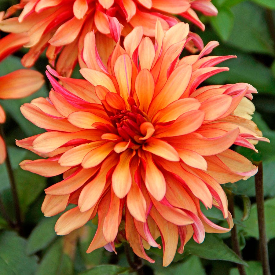 Dahlia Gallery Art Deco Decorative Dahlia Bulb