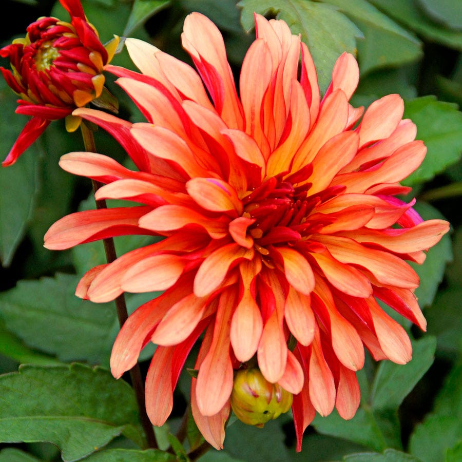 Dahlia Gallery Art Deco Decorative Dahlia Bulb