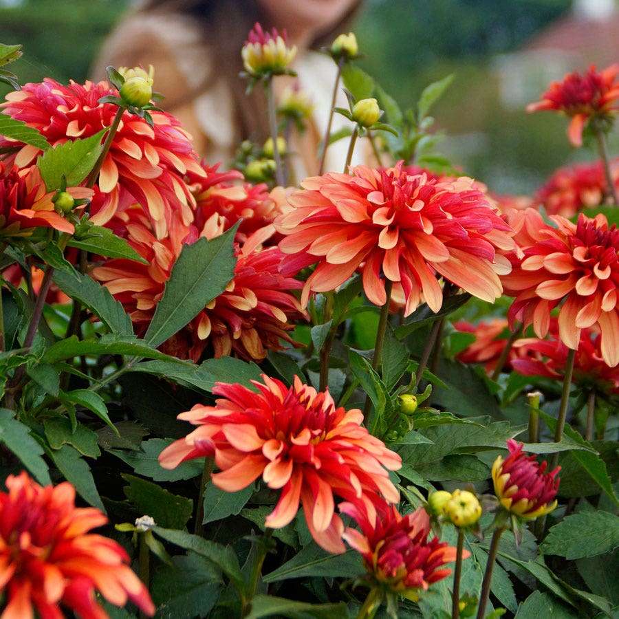 Dahlia Gallery Art Deco Decorative Dahlia Bulb
