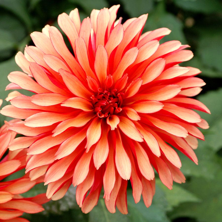 Dahlia Gallery Art Deco Decorative Dahlia Bulb