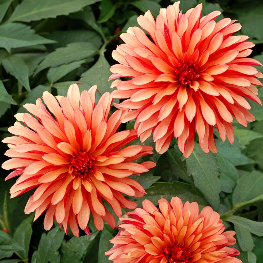 Dahlia Gallery Art Deco Decorative Dahlia Bulb