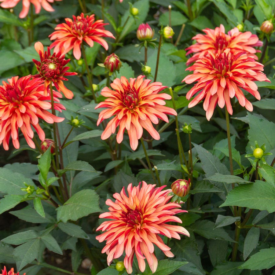 Dahlia Gallery Art Deco Decorative Dahlia Bulb