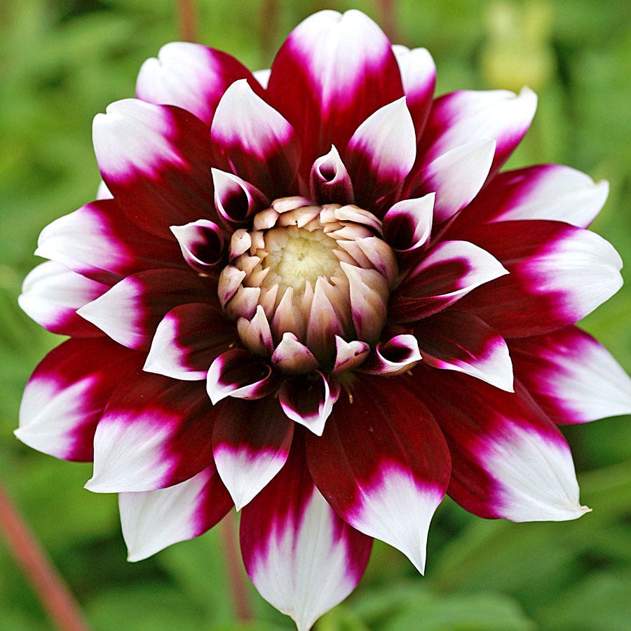 dinnerplate dahlia seeds Dahlia Mystery Day Dinner Plate Dahlia Bulb