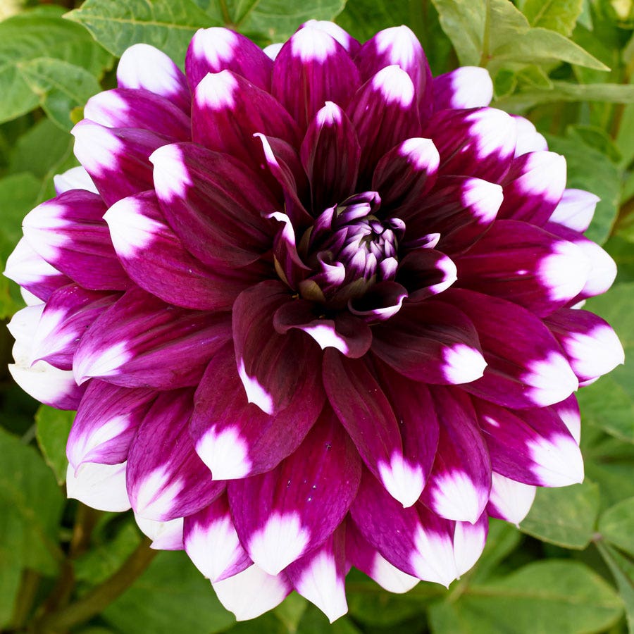 Dahlia Mystery Day Dinner Plate Dahlia Bulb