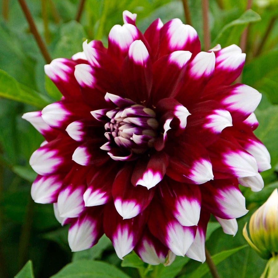 Dahlia Mystery Day Dinner Plate Dahlia Bulb