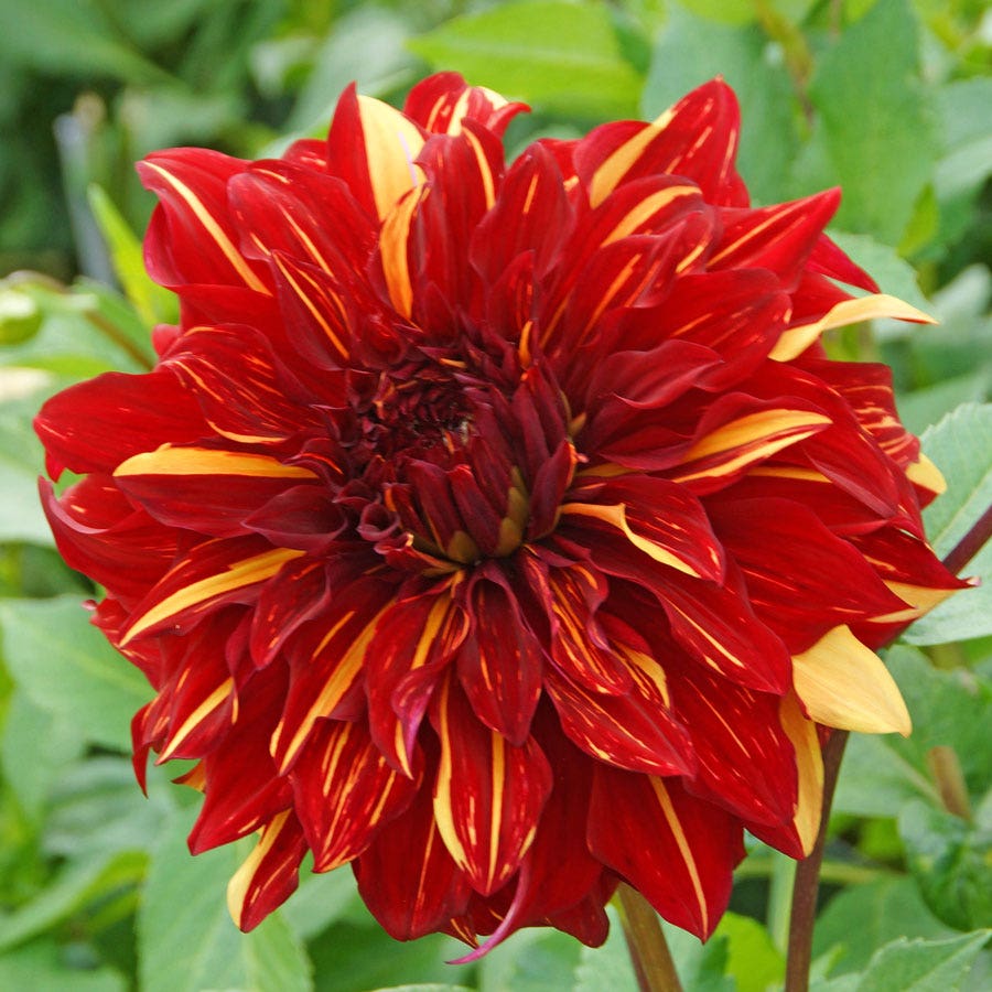 dinnerplate dahlia seeds Dahlia Bohemian Spartacus Dinner Plate Dahlia Bulb