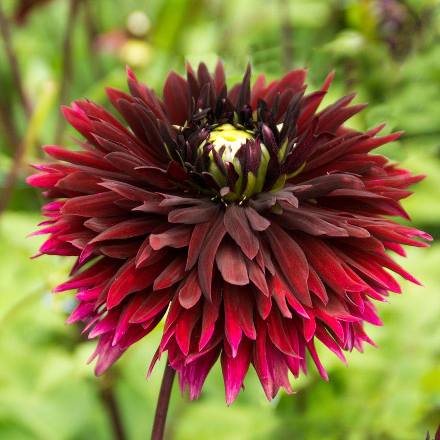red and black seed plant Dahlia Black Touch Fimbriata (Decorative x Semi Cactus) Dahlia Bulb