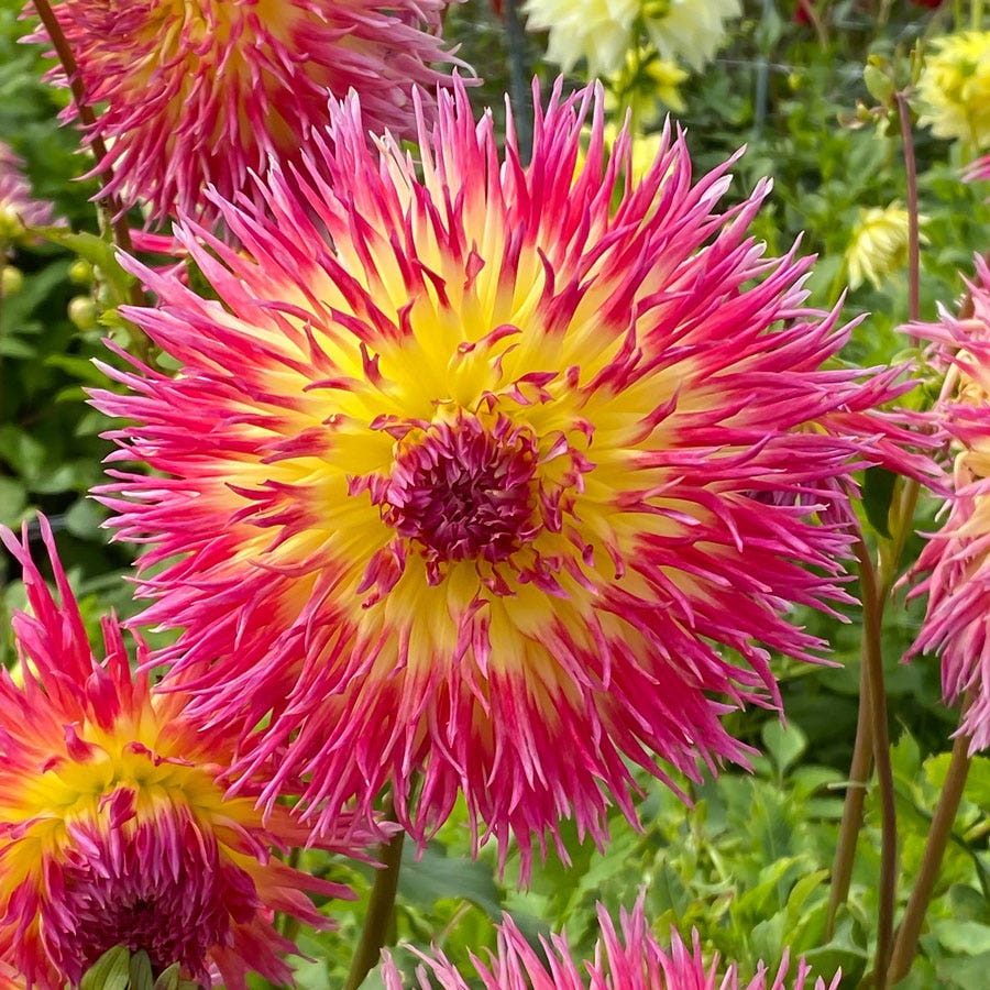 Dahlia Lindsay Michelle Fimbriata (Decorative x Semi Cactus) Dahlia Bulb