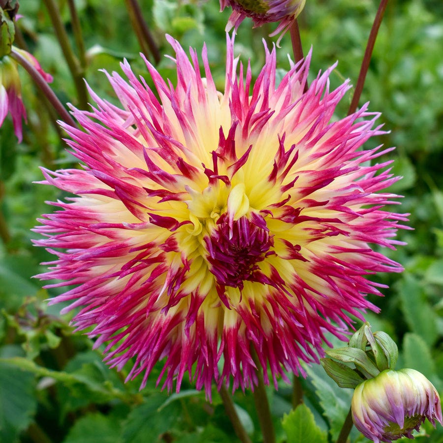 Dahlia Lindsay Michelle Fimbriata (Decorative x Semi Cactus) Dahlia Bulb