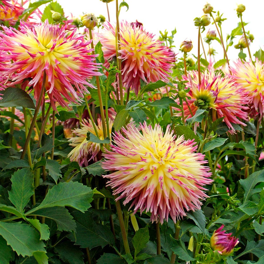 Dahlia Lindsay Michelle Fimbriata (Decorative x Semi Cactus) Dahlia Bulb