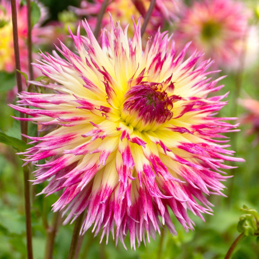 Dahlia Lindsay Michelle Fimbriata (Decorative x Semi Cactus) Dahlia Bulb