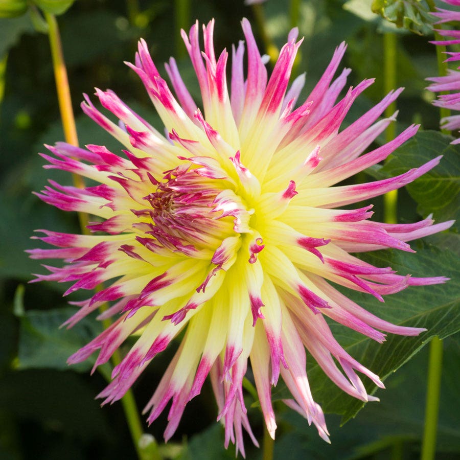 Dahlia Lindsay Michelle Fimbriata (Decorative x Semi Cactus) Dahlia Bulb