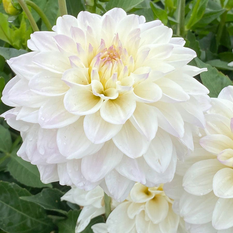 Dahlia Go Go White Decorative Dahlia Bulb