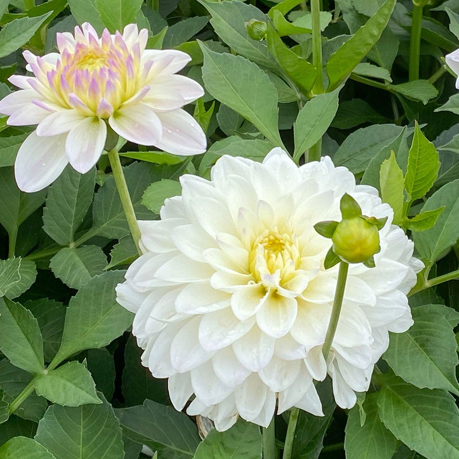 Dahlia Go Go White Decorative Dahlia Bulb
