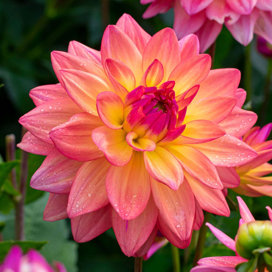 Dahlia Melody Dora Decorative Dahlia Bulb