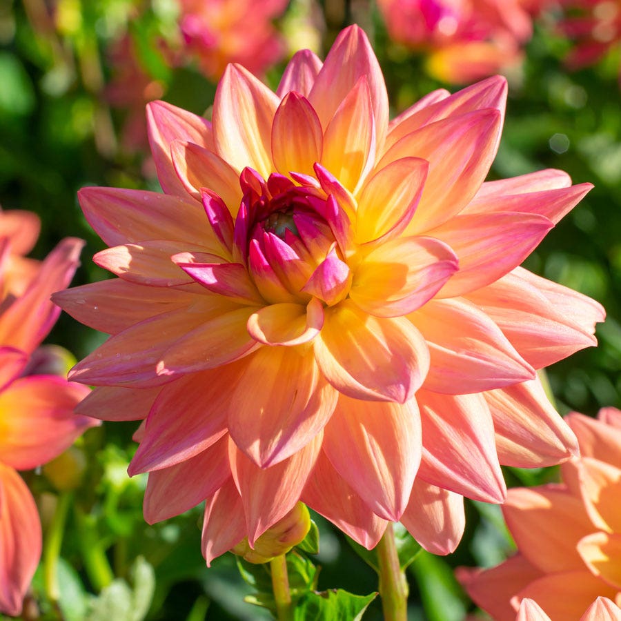 Dahlia Melody Dora Decorative Dahlia Bulb