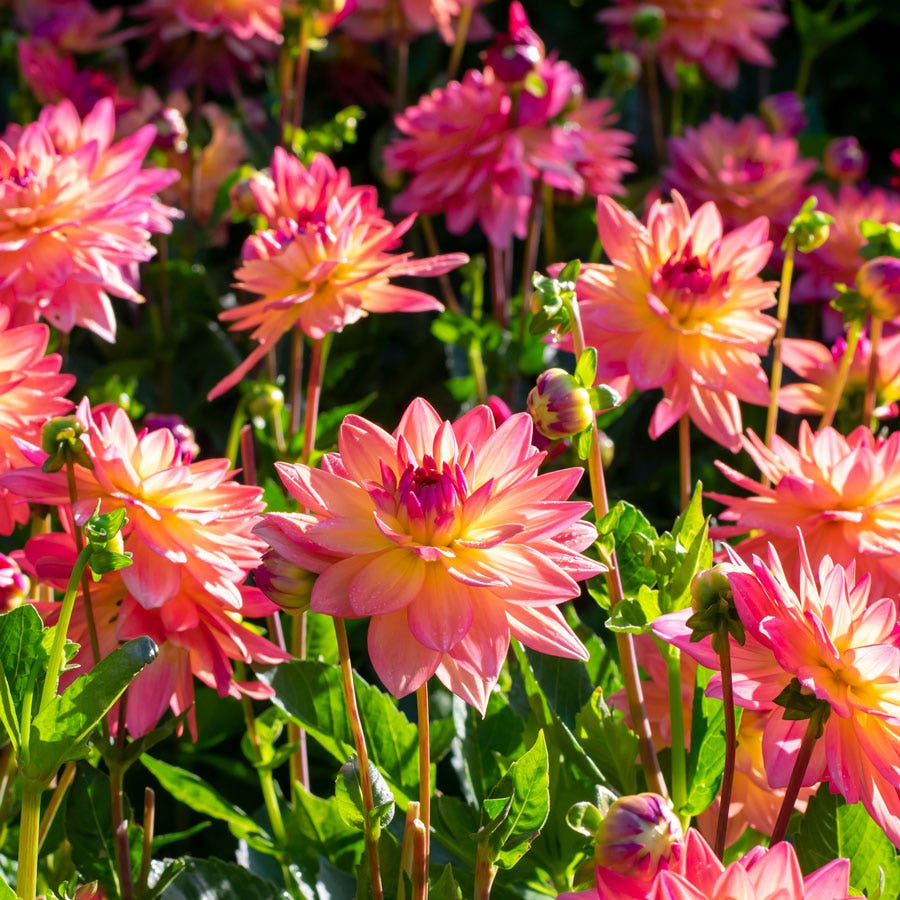 Dahlia Melody Dora Decorative Dahlia Bulb