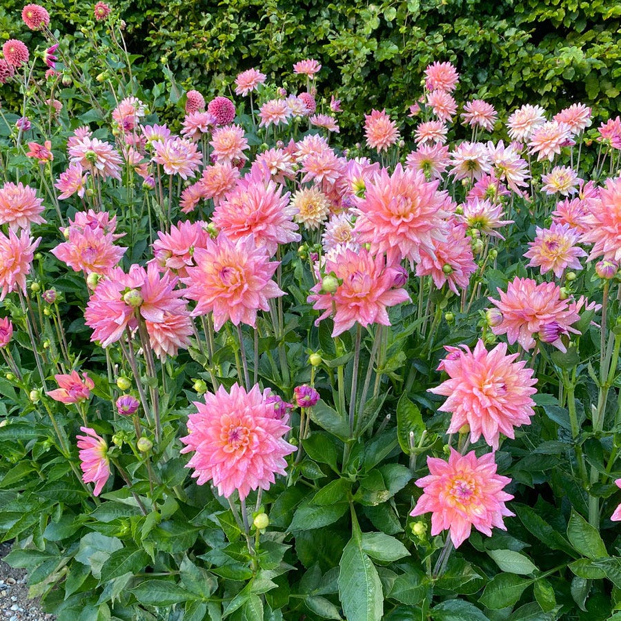 Dahlia Melody Dora Decorative Dahlia Bulb