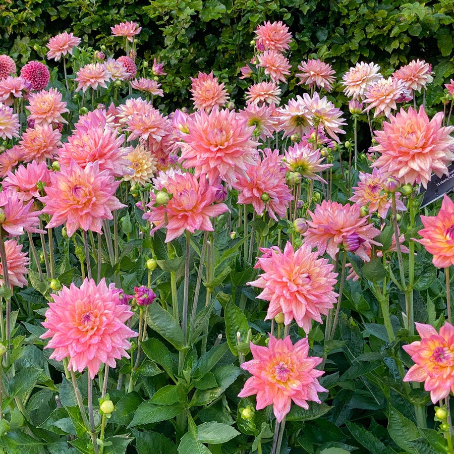 Dahlia Melody Dora Decorative Dahlia Bulb