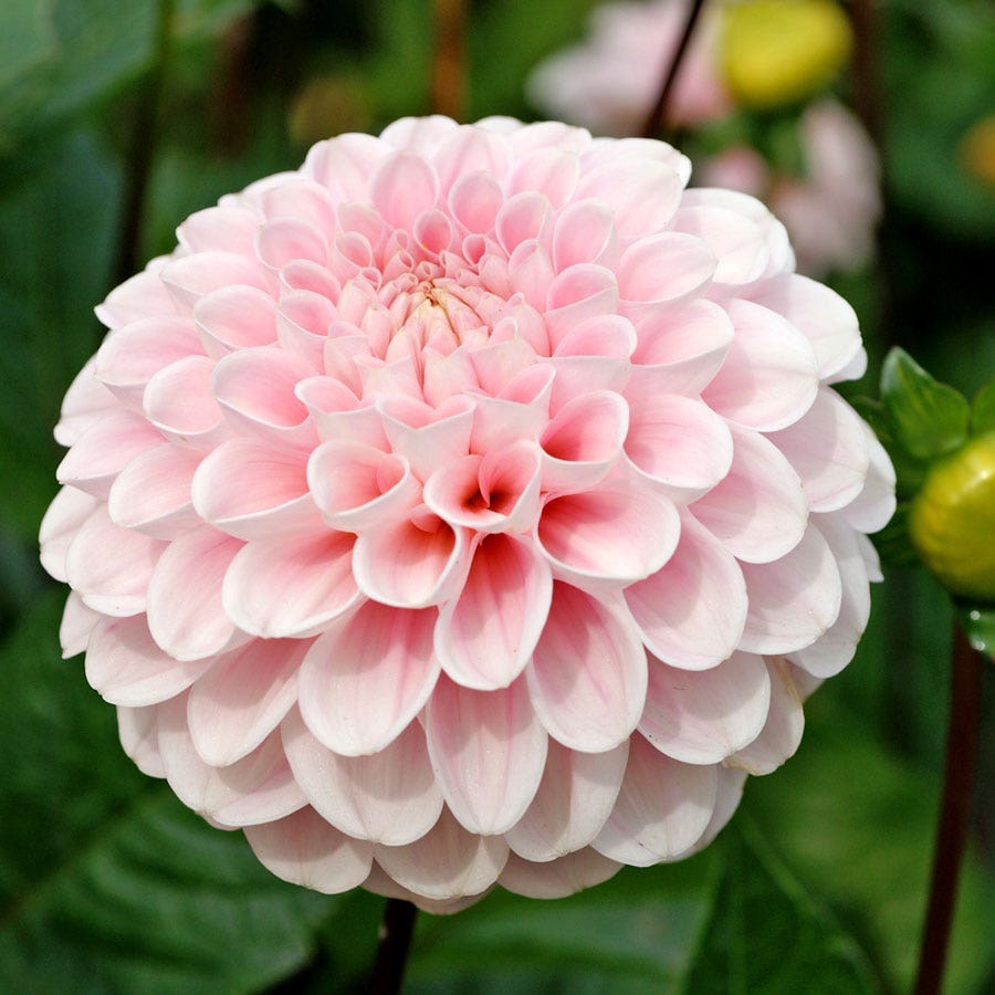 Dahlia Wizard of Oz Pompon Dahlia Bulb
