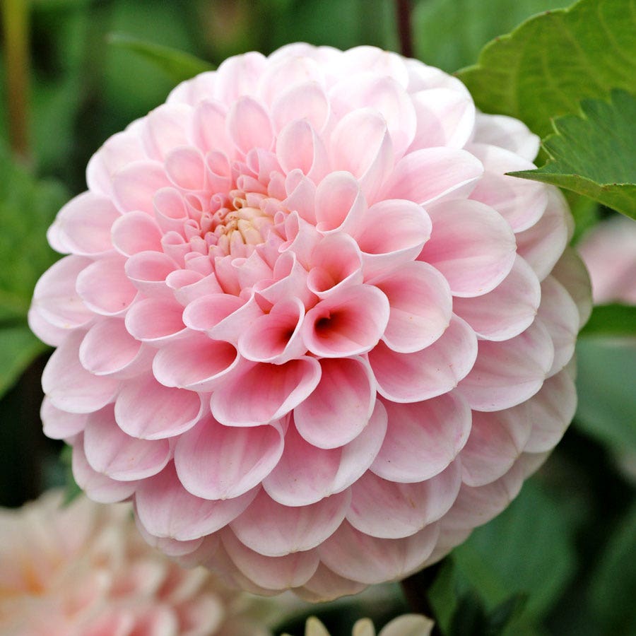 Dahlia Wizard of Oz Pompon Dahlia Bulb