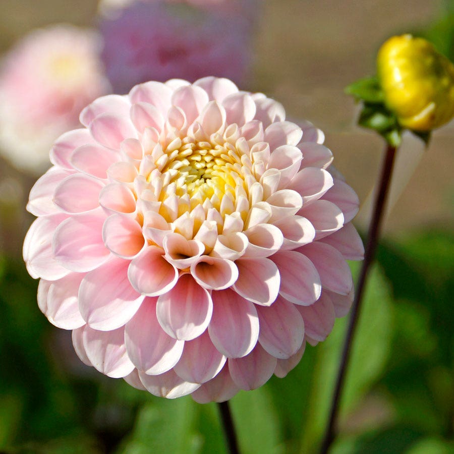Dahlia Wizard of Oz Pompon Dahlia Bulb