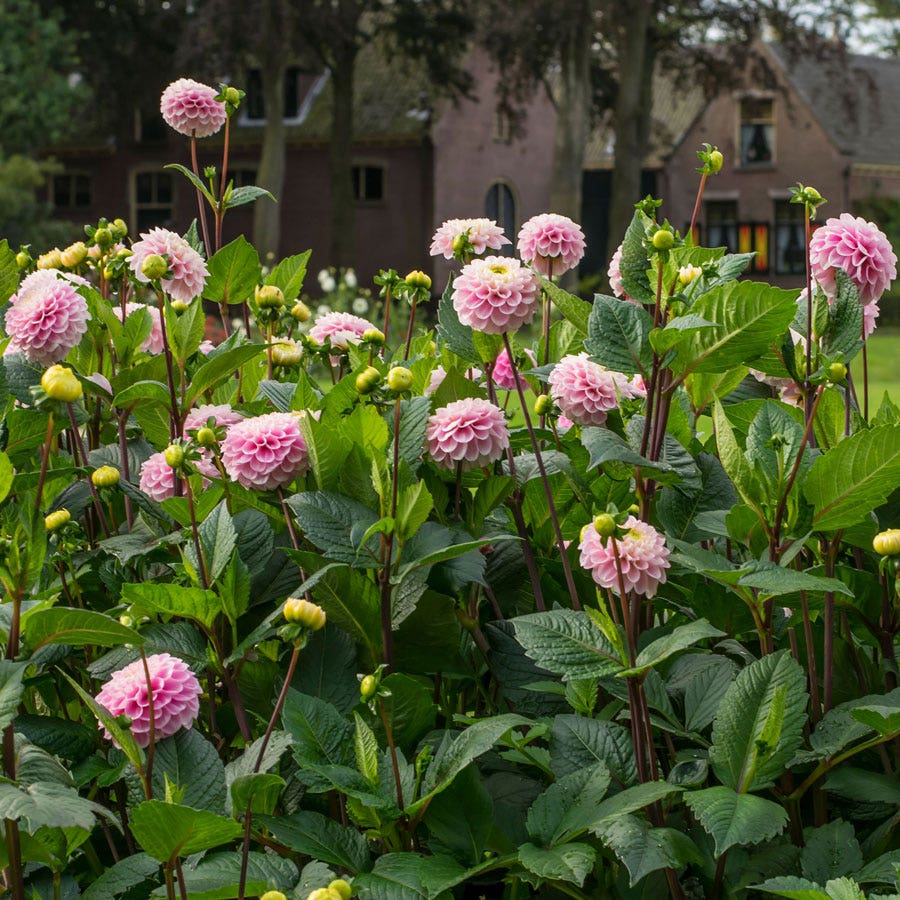 Dahlia Wizard of Oz Pompon Dahlia Bulb