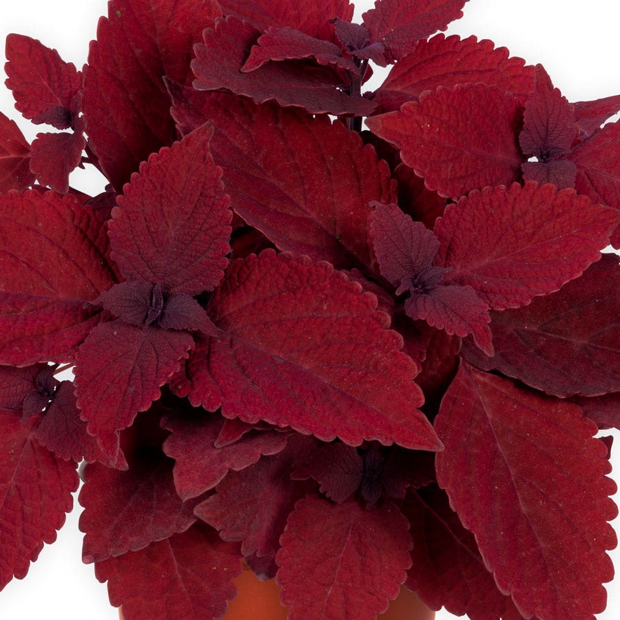 Blooming Block Premium Nouveau Rouge Quartet