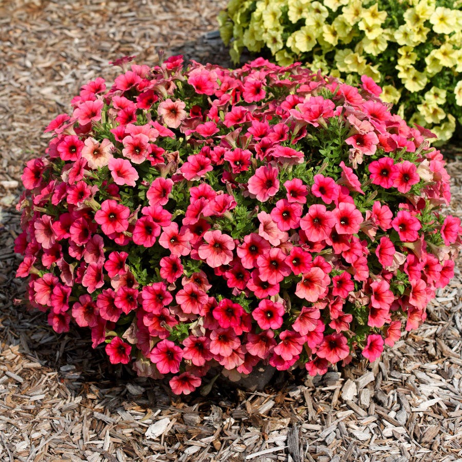 Blooming Block Premium Nouveau Rouge Quartet