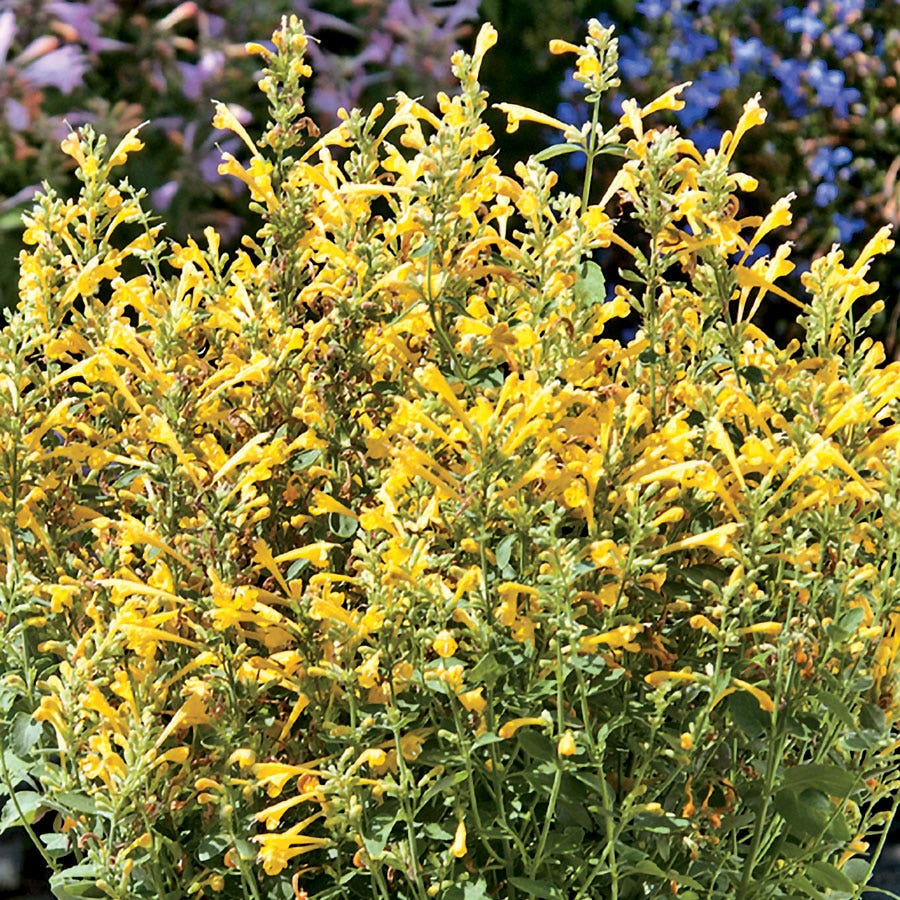 Blooming Block Perennial Mix Peach Cobbler