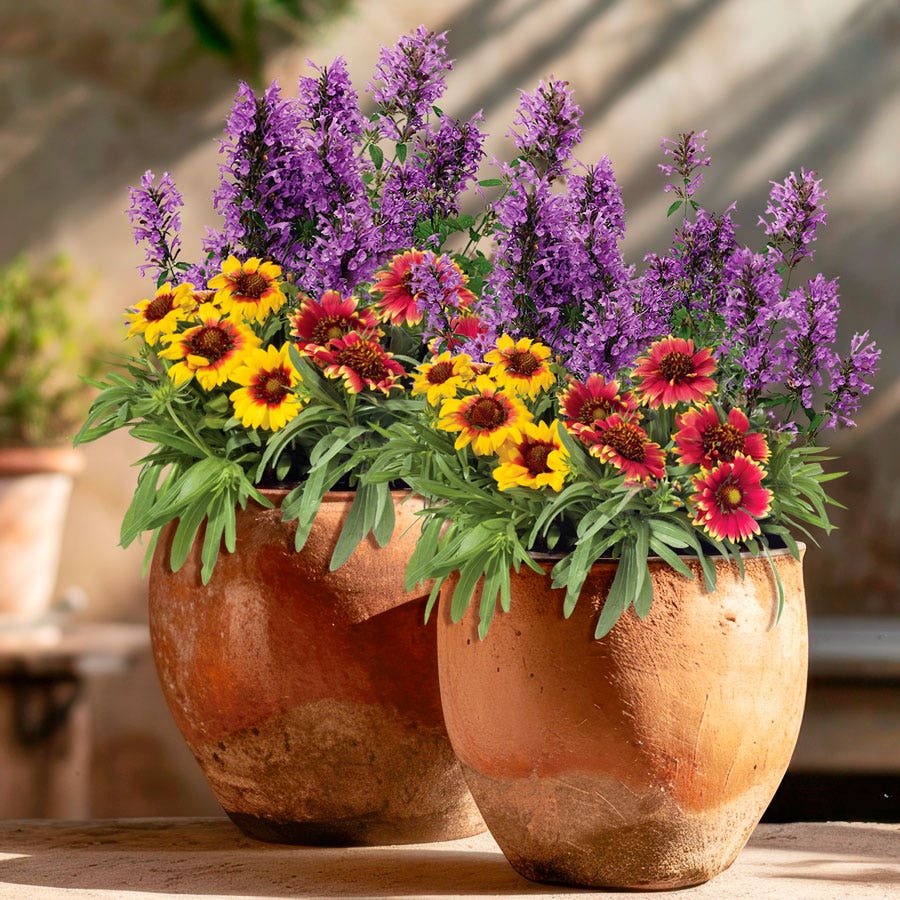 Blooming Block Perennial Mix Butterfly Alert