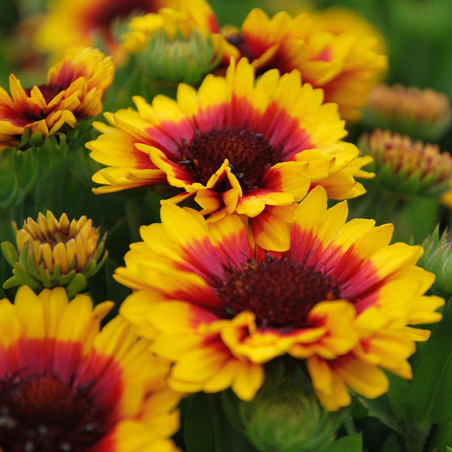 Blooming Block Perennial Mix Butterfly Alert