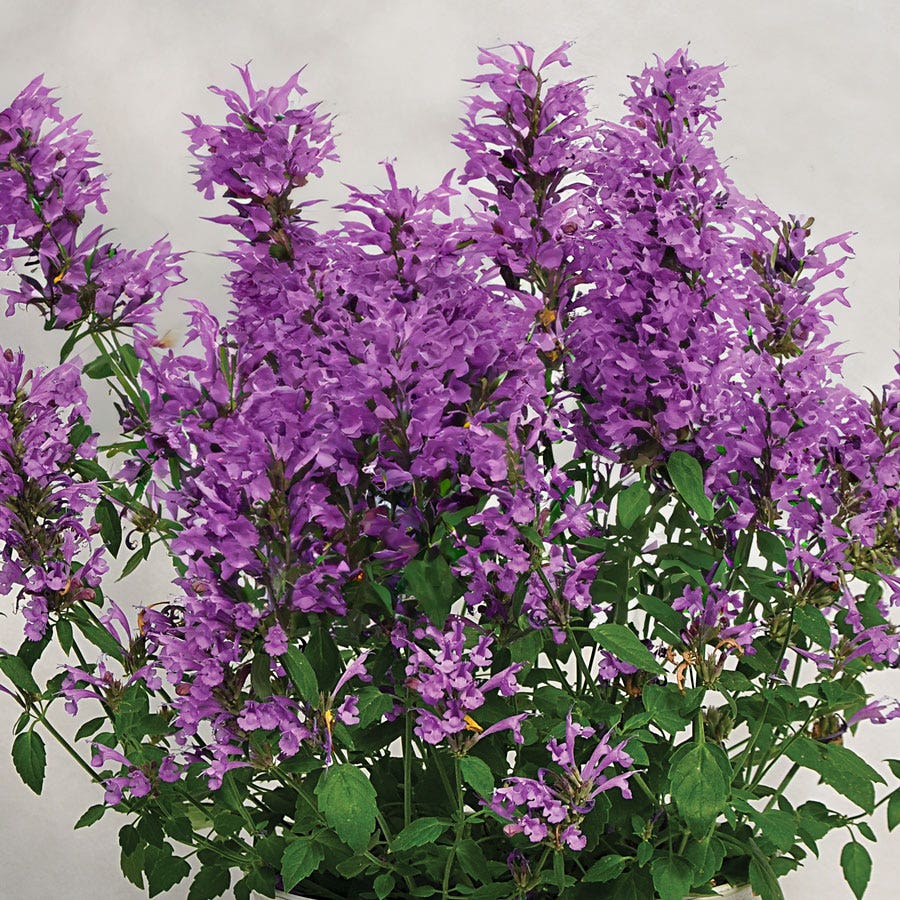 Blooming Block Perennial Mix Butterfly Alert