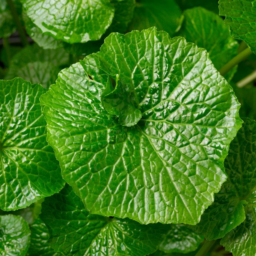 where to buy wasabi plants or seeds Eutrema Wasabi