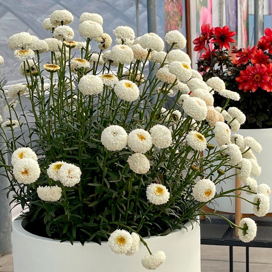can i plant shasta daisies in a pot Leucanthemum Realflor® 'Real Tiny Bubbles' Shasta Daisy