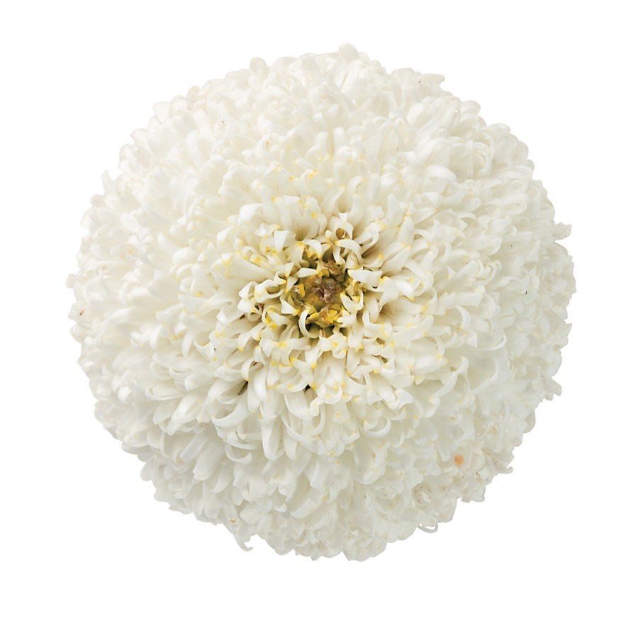 Leucanthemum Realflor® 'Real Tiny Bubbles' Shasta Daisy