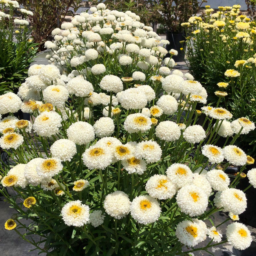 Leucanthemum Realflor® 'Real Tiny Bubbles' Shasta Daisy