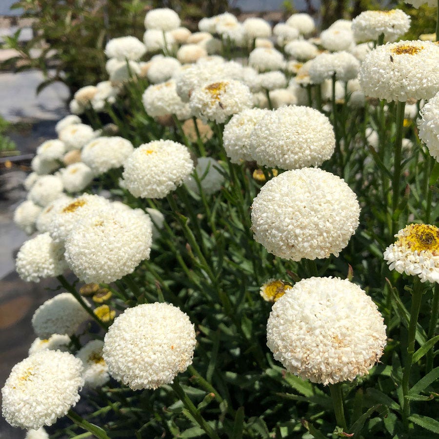 Leucanthemum Realflor® 'Real Tiny Bubbles' Shasta Daisy