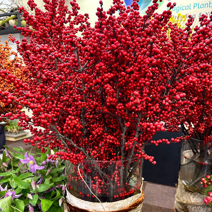 winterberry plant care indoors Ilex Magical Amaranth Winterberry | 2-Quart | White