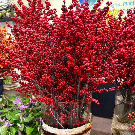 Ilex Magical® Amaranth Winterberry